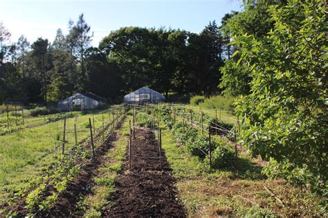 No Till Farming Lessons Learned With Deep Mulch System No Till