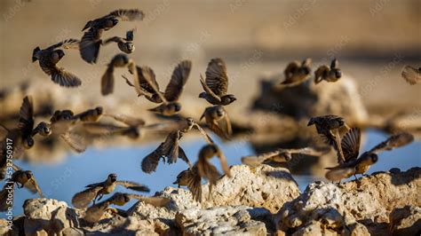 Flock Of Sociable Weaver In Flight Over Waterhole In Kgalagadi