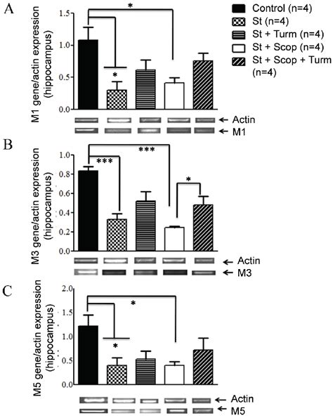 Expression Of Muscarinic Receptors In The Hippocampus A Comparison