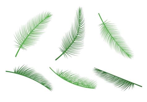 Palm Leaf Vectors 95081 Vector Art at Vecteezy