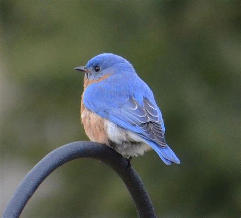 Bluebird Photograph By Judd Nathan Fine Art America