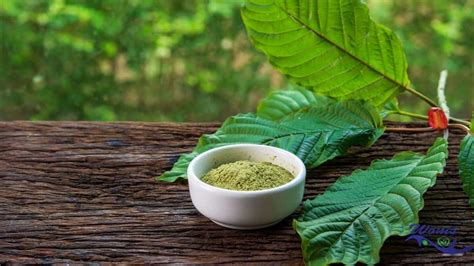 Kratom The Complete Guide WOMS