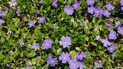 Vinca Minor Grower Direct Te Puna Bay Of Plenty Nz