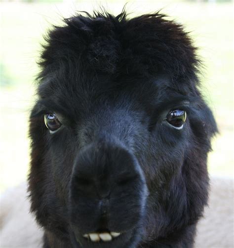 The Dental Plan Didnt Cover Braces This Alpaca Looks L Flickr