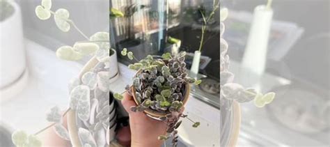 Церопегия вариегатная купить в Москве | Товары для дома и дачи | Авито