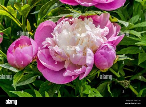 Peony Gay Paree In Bloom In A Garden Stock Photo Alamy