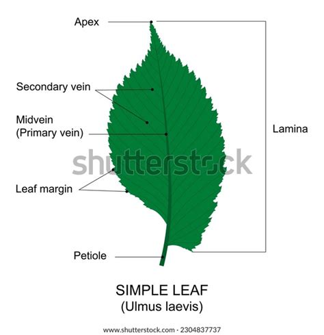 ภาพ ภาพสต็อก วัตถุ 3 มิติและเวกเตอร์เกี่ยวกับ Parts Of A Leaf Diagram 1243 รายการ Shutterstock