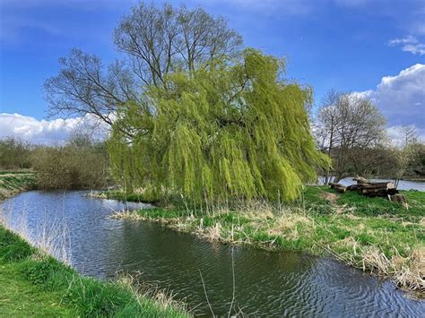 Weeping Willow Tree Free Photo On Pixabay Pixabay