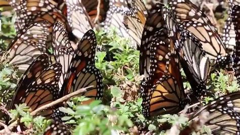 Monarch Butterfly Migration Is Unique And Amazing Phenomenon With Dia