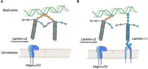 Frontiers Laminin And Integrin In LAMA2 Related Congenital Muscular