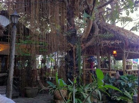 Trees With Hanging Vines In The Gardens Give A Jungle Like Effect