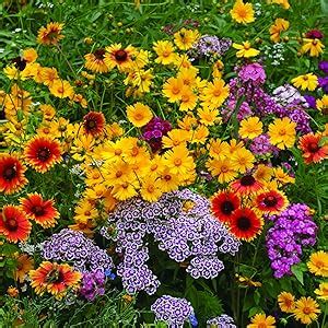 Amazon.com : ENCAP Wildflower Perennial Mix 2lbs, Covers 400 sq. ft ...