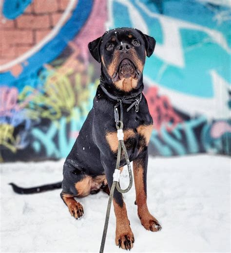 Custom Traffic Handle Dog Leash