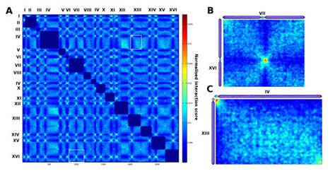 Normalized Inter Chromosomal Contact Map Of S Cerevisiae The Color