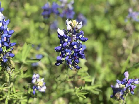 Facts About The Bluebonnet Texas State Flower Best Flower Site