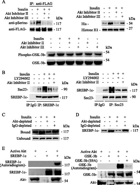 Insulin Enhances Post Translational Processing Of Nascent Srebp 1c By