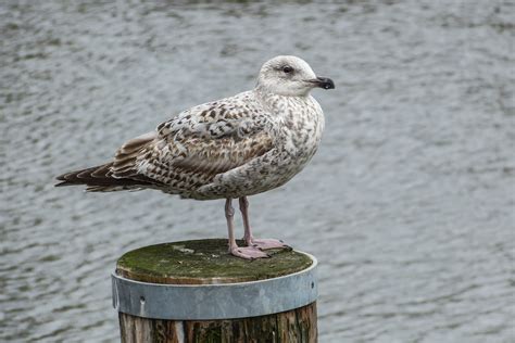 images sea bird seabird wildlife beak fauna vertebrate