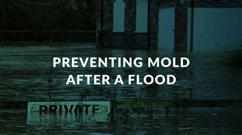 How To Prevent Mold After A Flood Clear Restoration