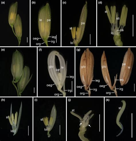 Phenotype Of Wild Type And Nsg A Two Wild Type Spikelets B Wild Type