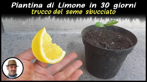 Come Piantare I Semi Di Limone Una Guida Semplice E Completa