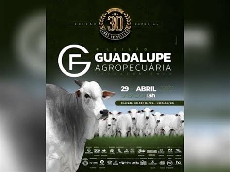 4 Leilão Guadalupe Agropecuária Expozebu 2023 YouTube