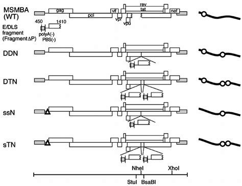 Diagram of the wild type (WT) and mutants containing copies of viral ... 