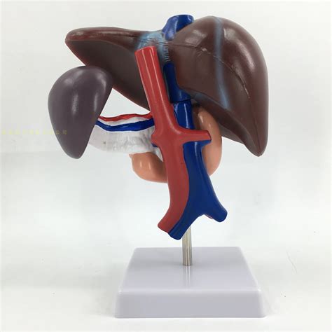 Hepatopancanas Y Duodeno Modelo De Estructura De Ri N Bazo Vasos Y P