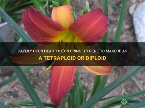 Daylily Open Hearth Exploring Its Genetic Makeup As A Tetraploid Or Diploid Shuncy