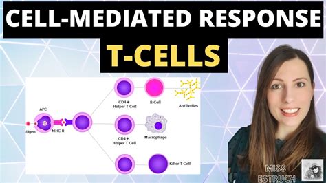 Cell Mediated Response A Level Biology Immunity Cellular Response Of