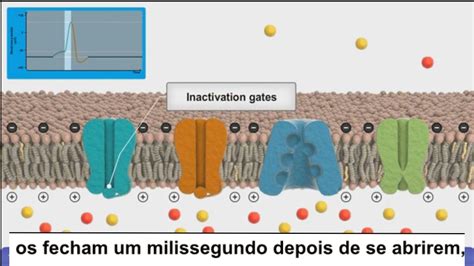 Resumo Das Fases De Um Potencial De A O Despolariza O Repolariza O