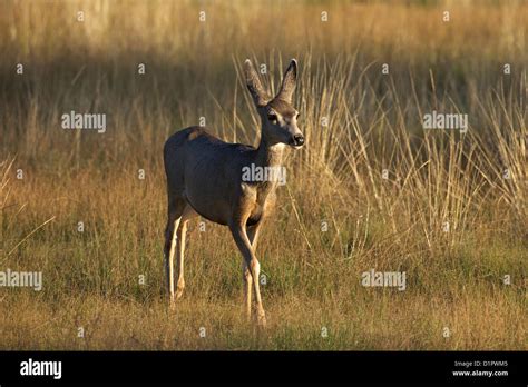 Mule deer, Odocoileus hemionus, Bryce Canyon National Park, Utah, USA ...