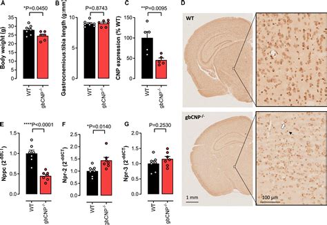 Frontiers C Type Natriuretic Peptide Preserves Central Neurological