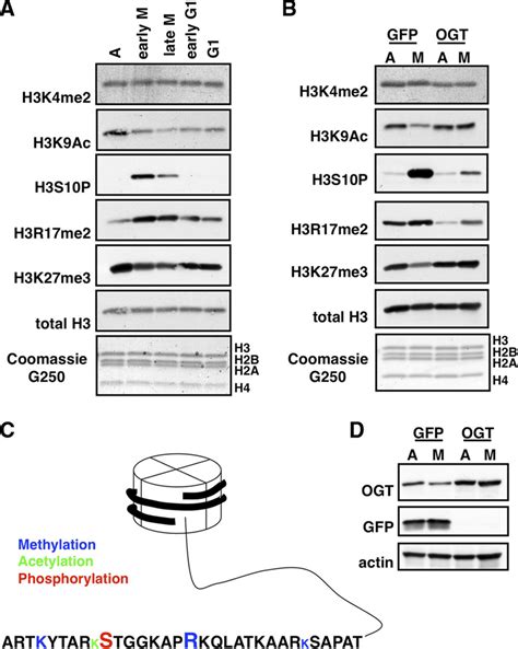 Dynamics Of Some Histone Post Translational Modifications A