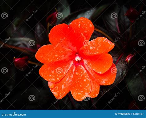 Closed Up Of Impatiens Sunpatiens Comact Hot Coral In Park Stock Image Image Of Comact