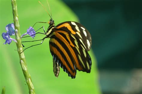 Borboleta Natureza Inseto Foto Gratuita No Pixabay Pixabay