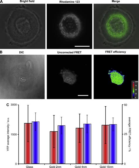 Live Imaging Of Cells Seeded On Patterned Substrates A Live Hek Cell