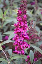 Buddleia Butterfly Bush Buzz Hot Raspberry Gertens Garden Center