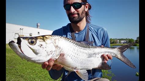 Naples Florida Brackish Water Pond Tarpon Fishing YouTube