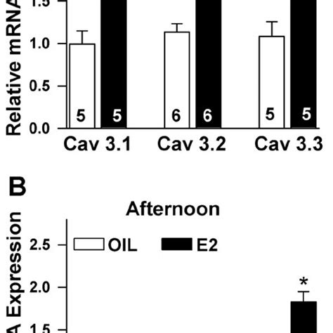 17 β estradiol E2 regulates Cav3 1 3 2 and Cav3 3 mRNA expression