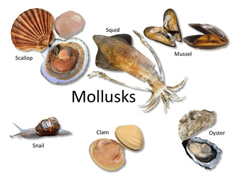 Fish And Shellfish Identification — The Culinary Pro