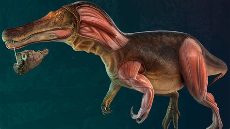 Identifican Una Nueva Especie De Dinosaurio En Portugal Que Tenía Dientes En Constante