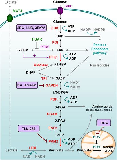 Glucose Metabolism In Cancer Cells Glycolysis Is A Series Of Metabolic Download Scientific