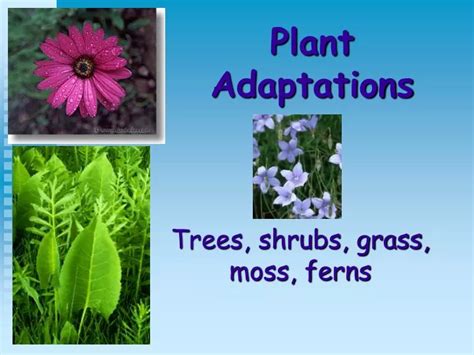 Ppt Plant Adaptations Powerpoint Presentation Free Download Id9296472