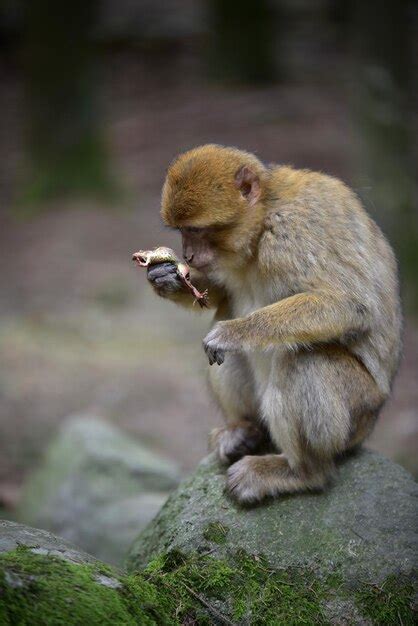 Premium Photo Monkey Sitting On Rock