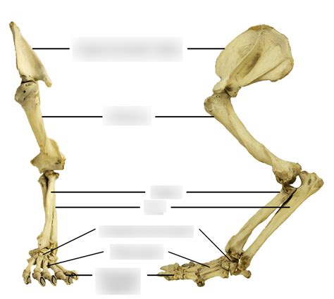 Forelimb Practical Diagram Quizlet