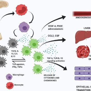 Macrophage polarisation M1 macrophages activated by LPS IFN γ and or