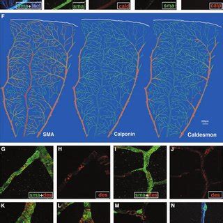 Mural Cell Phenotypes And Marker Expression In Adult Rat Retina Adult