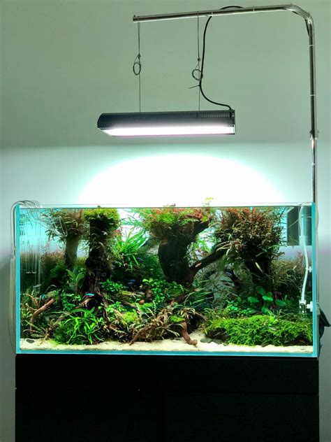 Aquarium Plants: 5 Innovative Plant Ideas Guaranteed to Make Your ...