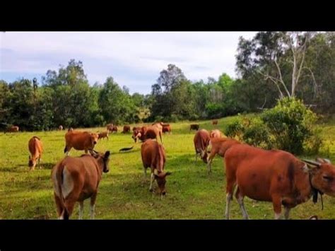 Video Sapi Lembu Jinak Berkeliaran Di Padang Rumput Yang Indah Suara