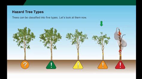 Tree Hazard Awareness Training Youtube